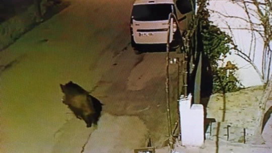 Darende'de domuzlar şehre indi