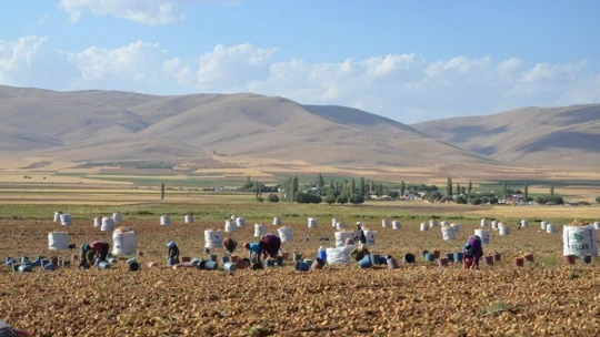 Darende, patates üretim üssü oluyor