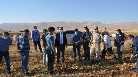 Darende, patates üretim üssü oluyor