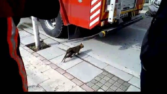 Demir korkuluklara sıkışan kediyi itfaiye kurtardı