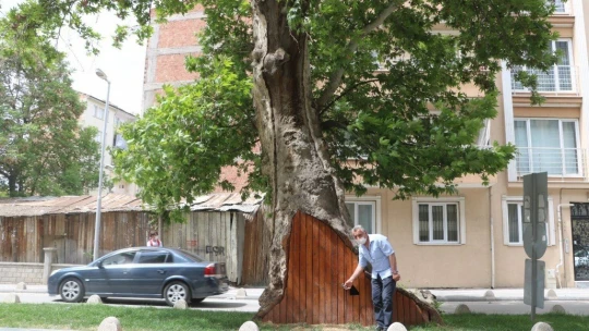 Dev çınar ahşap kapı ile korunuyor
