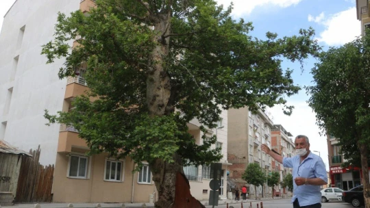 Dev çınar ahşap kapı ile korunuyor