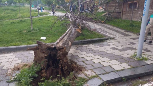 Devrilen ağacın altında kalan 2 genç yaralandı