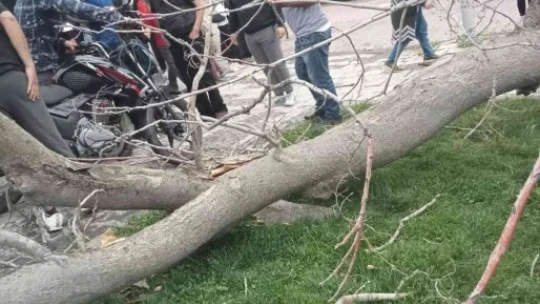 Devrilen ağacın altında kalan 2 genç yaralandı