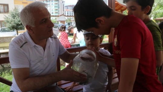 Malatya'da sarı benekli semender bulundu