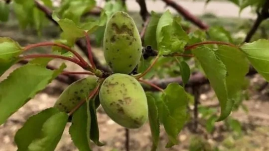 Doğanşehir'de dolu yağışı kayısıya zarar verdi