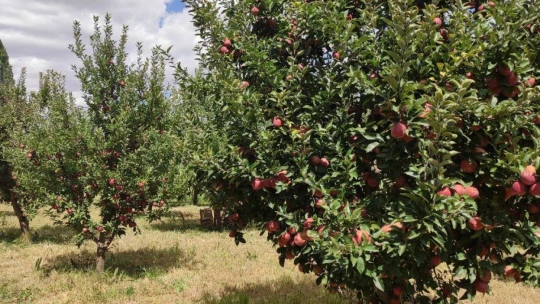 Doğanşehir elmasında hasat zamanı