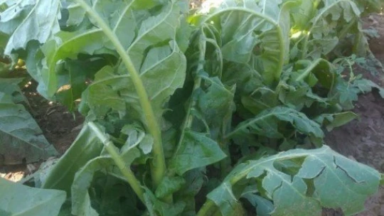 Dolu tütünlere zarar verdi