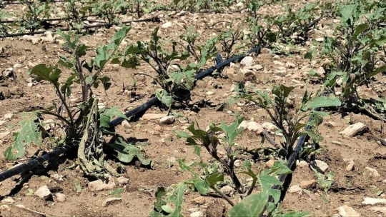 Dolu yağışı tarım alanlarında zarara neden oldu