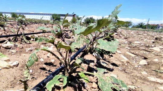 Dolu yağışı tarım alanlarında zarara neden oldu