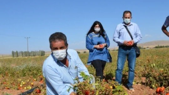 Domates tarlada 50 kuruş, manavda 3 TL