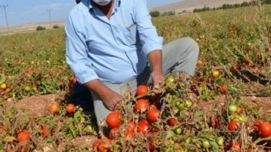 Domates tarlada 50 kuruş, manavda 3 TL