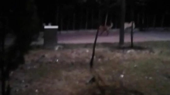 Domuzlar mahalleye indi, vatandaşlar panik yaşadı