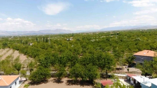 Don mağduru kayısı üreticilerine muhtarlardan destek