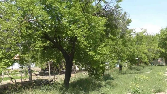 Don mağduru kayısı üreticilerine muhtarlardan destek