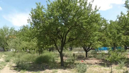 Don mağduru kayısı üreticilerine muhtarlardan destek