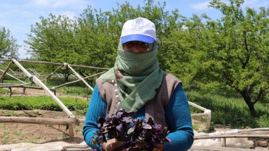 Don vuran kayısıların yerine üreticiler sebze ekimine yöneldi