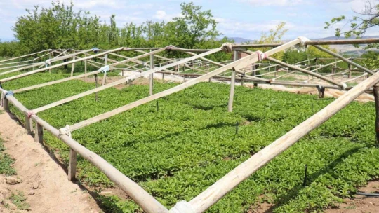 Don vuran kayısıların yerine üreticiler sebze ekimine yöneldi