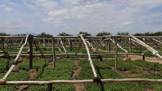 Don vuran kayısıların yerine üreticiler sebze ekimine yöneldi