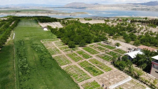 Don vuran kayısıların yerine üreticiler sebze ekimine yöneldi