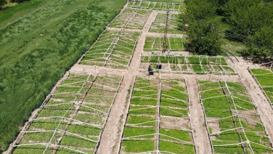 Don vuran kayısıların yerine üreticiler sebze ekimine yöneldi