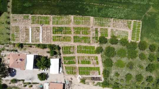Don vuran kayısıların yerine üreticiler sebze ekimine yöneldi