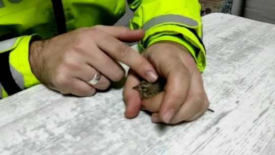 Donmak üzere olan serçeye polis şefkati