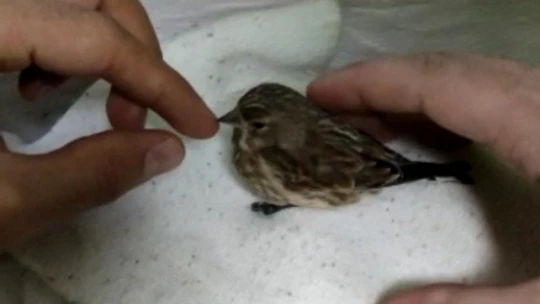 Donmak üzere olan serçeye polis şefkati