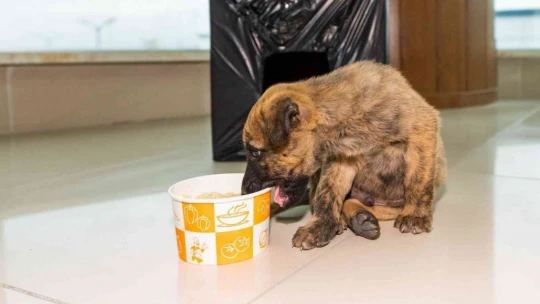 Donmak üzere olan yavru köpeği MASKİ personelleri kurtardı