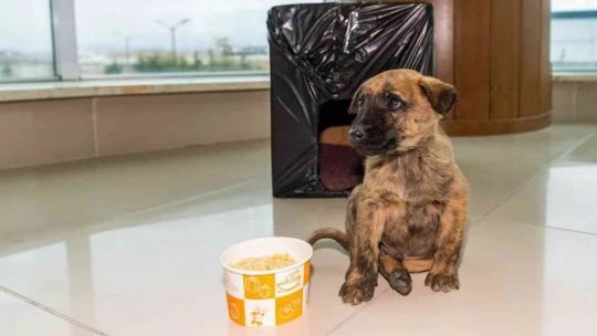 Donmak üzere olan yavru köpeği MASKİ personelleri kurtardı