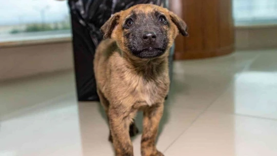 Donmak üzere olan yavru köpeği MASKİ personelleri kurtardı