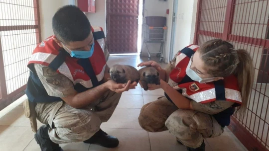 Down sendromlu çocukların hayvan ilgisi