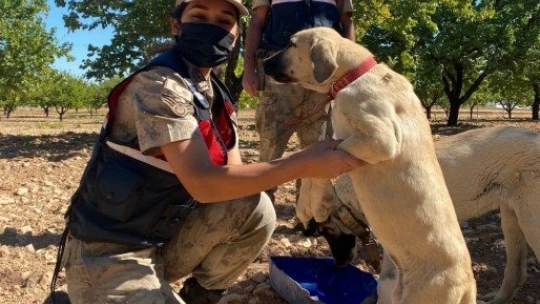 Down sendromlu çocukların hayvan ilgisi