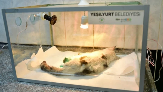 Ekipler, demir kapıya sıkışan kediyi kurtardı