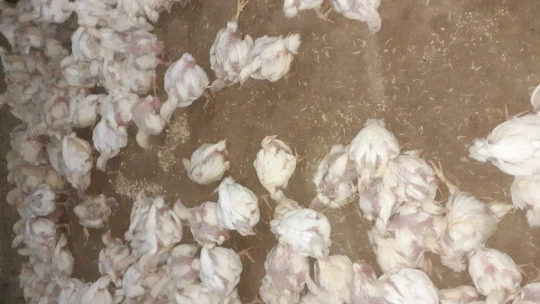 Binlerce tavuk telef oldu