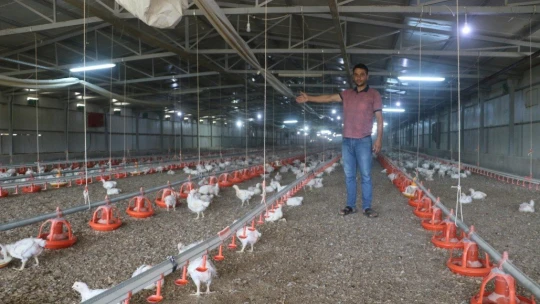 Binlerce tavuk telef oldu