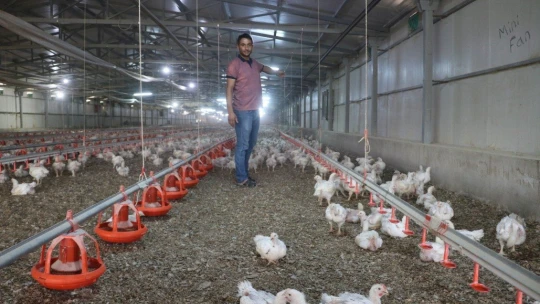 Binlerce tavuk telef oldu