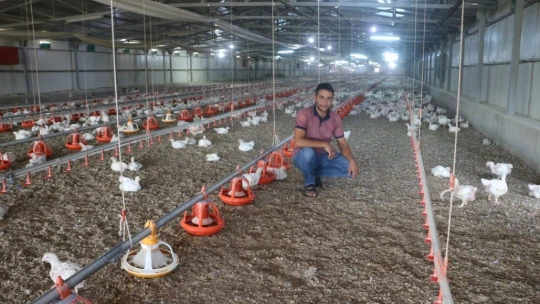 Binlerce tavuk telef oldu