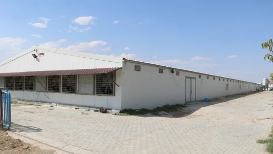 Binlerce tavuk telef oldu