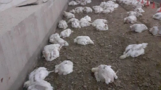 Binlerce tavuk telef oldu