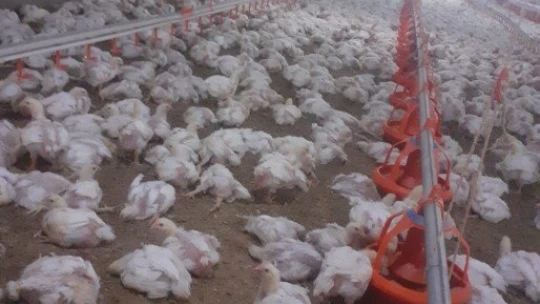 Binlerce tavuk telef oldu