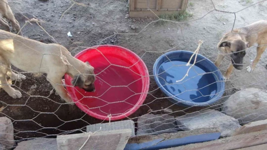 Emekli maaşını sokak hayvanlarına harcıyor