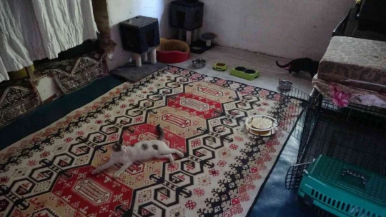 Emekli maaşını sokak hayvanlarına harcıyor