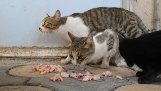 Emekli maaşıyla 200 kediyi besliyor