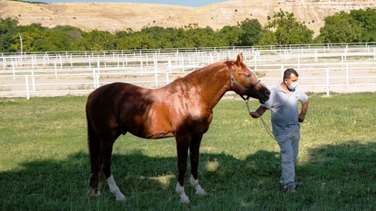 Emektar şampiyon at 'Özgünhan' Sultansuyu Harası'nın gözdesi