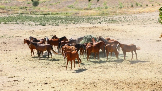Emektar şampiyon at 'Özgünhan' Sultansuyu Harası'nın gözdesi