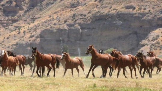 Emektar şampiyon at 'Özgünhan' Sultansuyu Harası'nın gözdesi