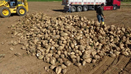 Kale'de şeker pancarı