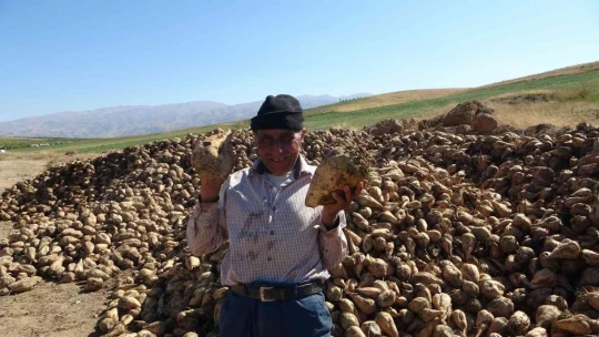 Kale'de şeker pancarı