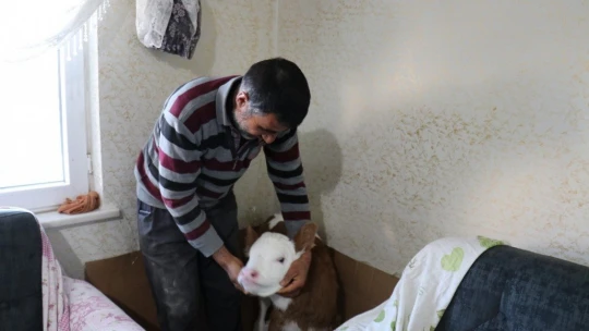 Erken doğan buzağısına evinde bebekler gibi bakıyor